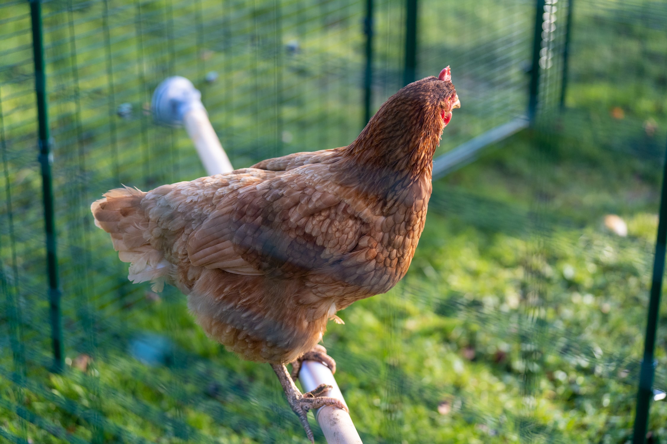 Garden Chickens A Complete Care Guide Omlet Blog Australia