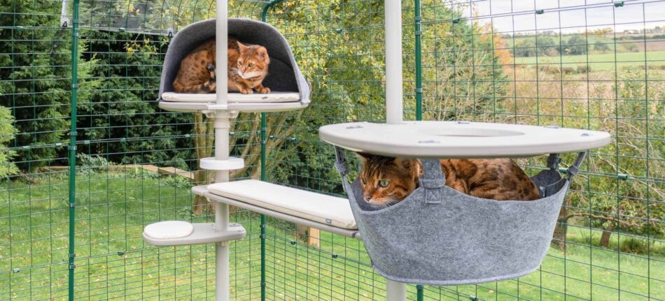 Two cats relaxing in hammocks in Omlet's outdoor Freestyle Cat Tree
