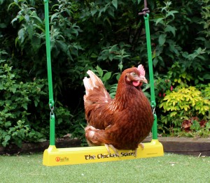 chicken swinging