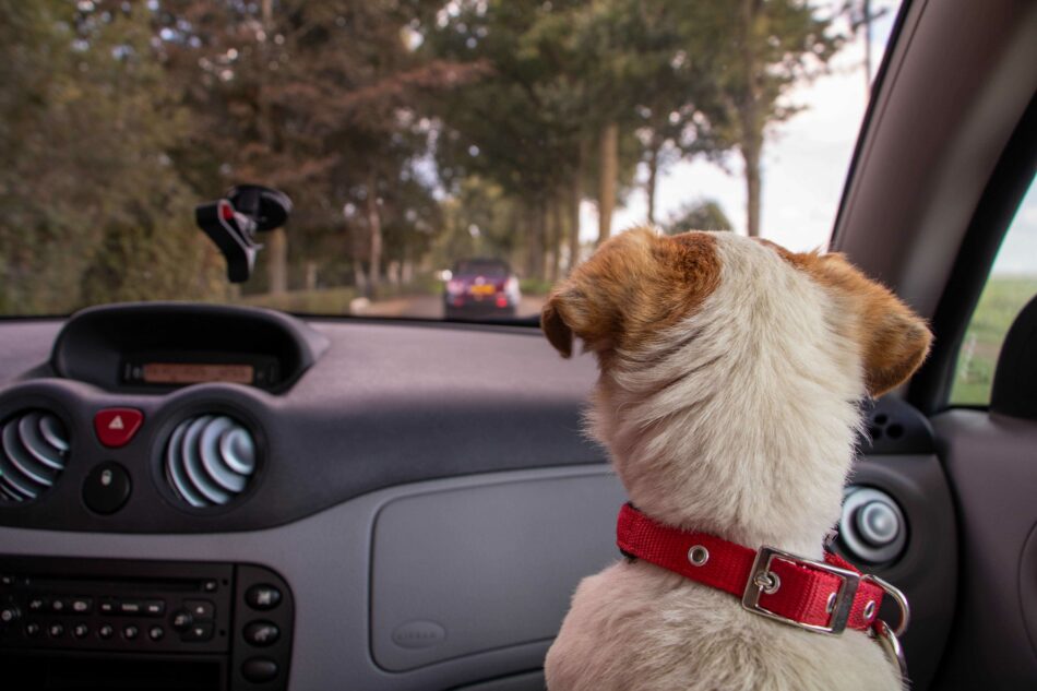 Back of dog's head looking out of car window