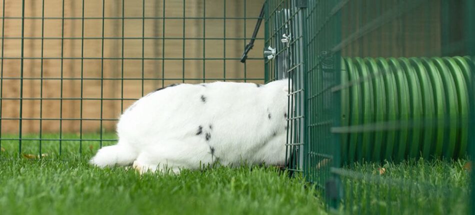 White rabbit entering Zippi Rabbit Tunnel System