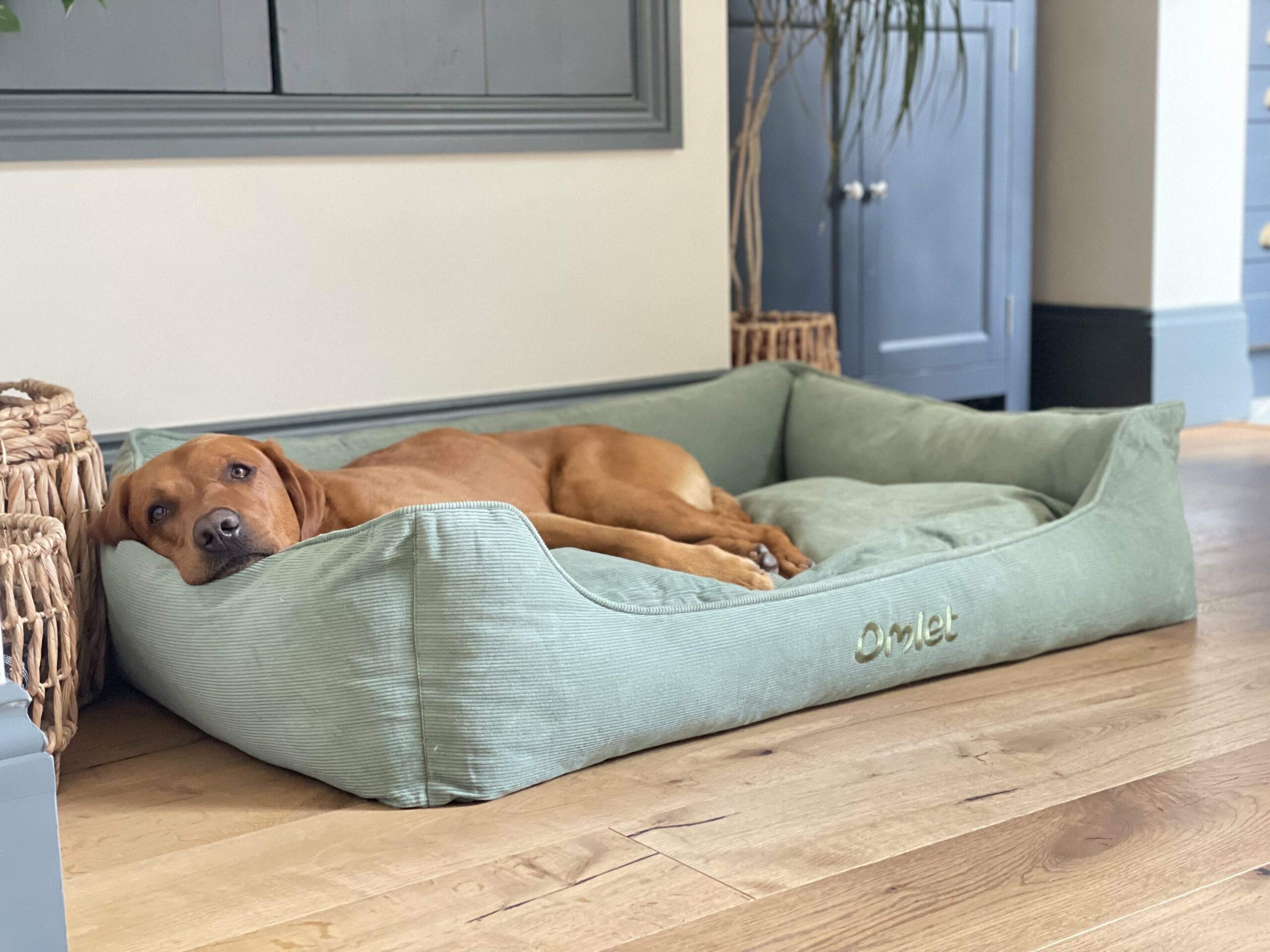 dog laying in green cord nest bed