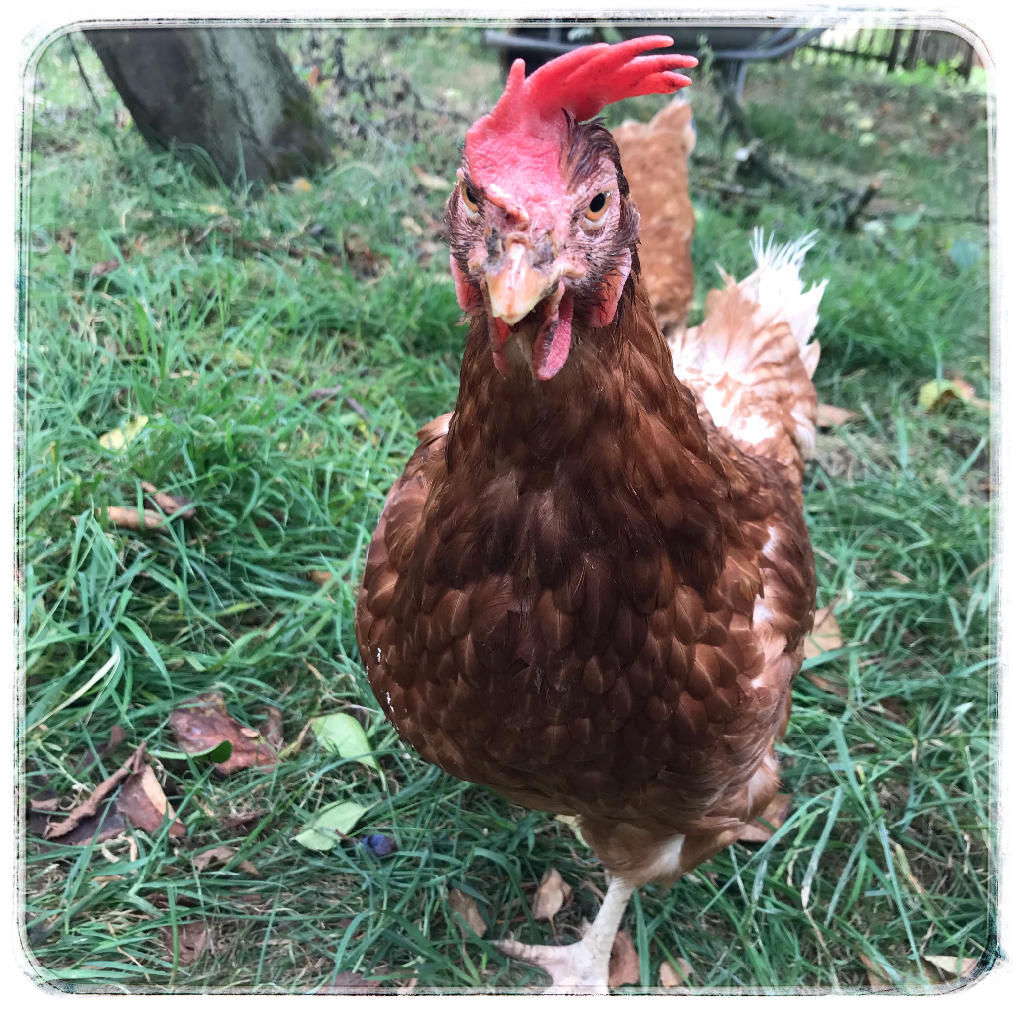 Rescuing ex-battery hens - A photo diary - Part 1 - Omlet Blog Australia