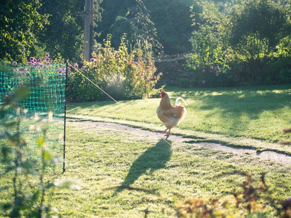 Chicken in garden with Omlet Chicken Fencing