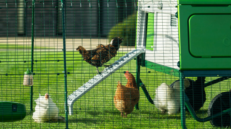 Chicken inside the run of the Eglu Pro walking up the ladder