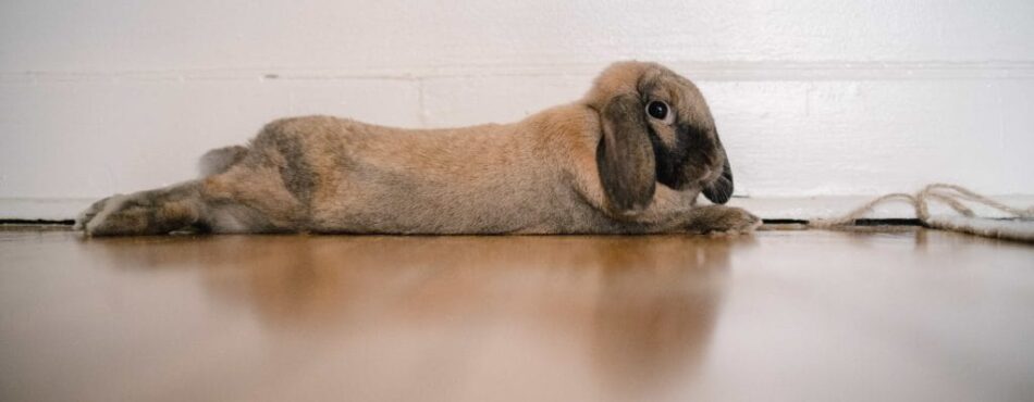 Indoor rabbit stretched out on floor inside