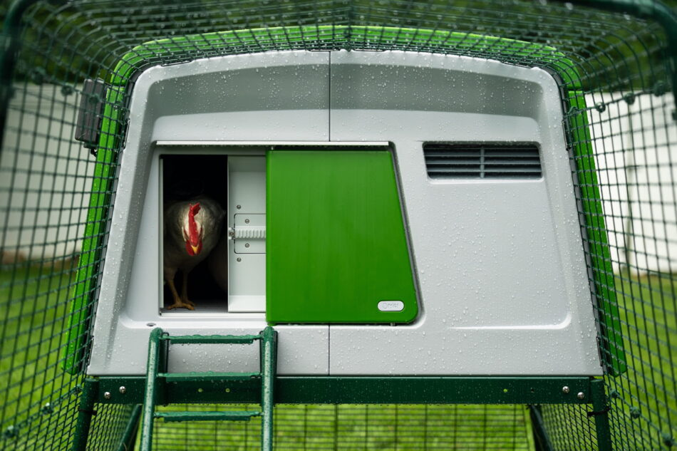 chicken peeking out of an eglu cube with the autodoor opening