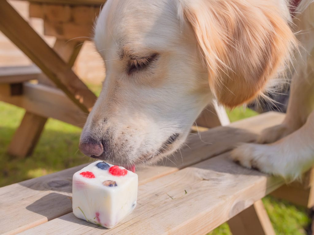 Fruity Frozen Yogurt Treats for Dogs Omlet Blog Australia