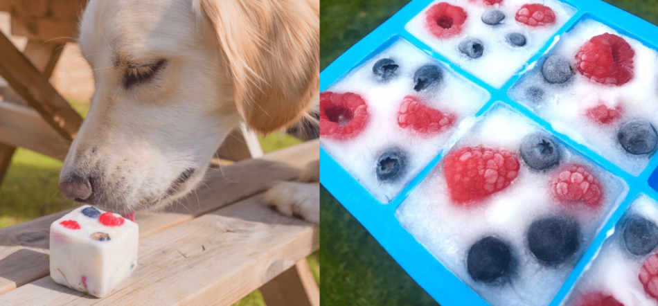 Labrador eating fruity frozen yogurt treat for dogs