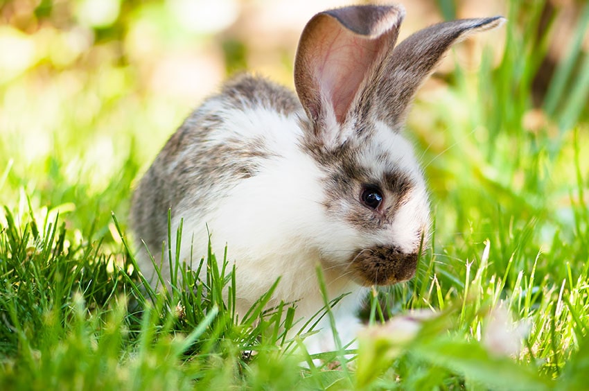 Brown and white rabbit in the grass