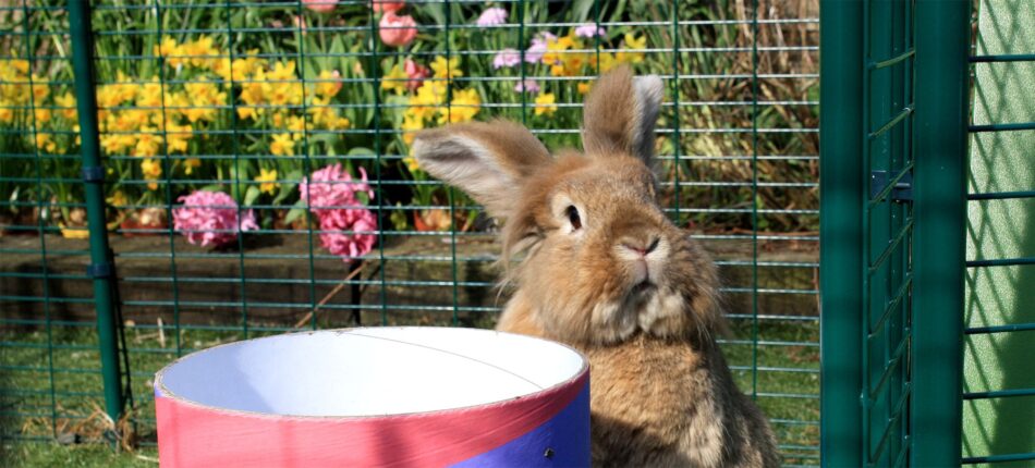 Brown rabbit in Omlet Outdoor Rabbit Run with pink flowers behind them