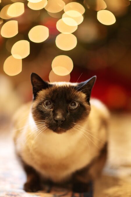 A crouching black and white cat with a blurred background of festive lights