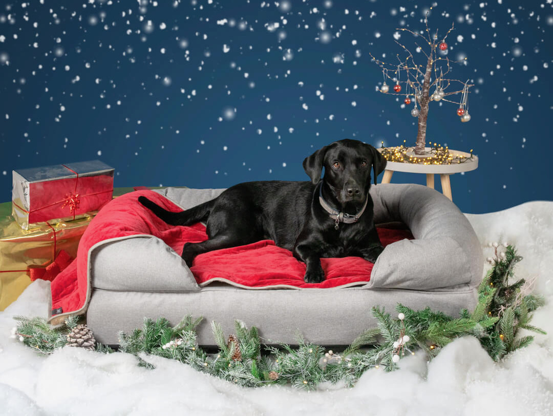 The ultimate dog Christmas guide Omlet Blog Australia