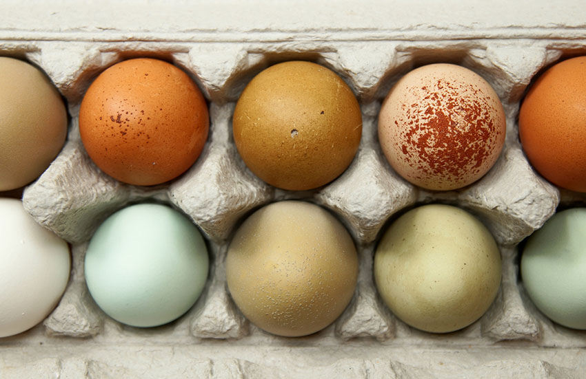 Multi coloured chicken eggs in egg box