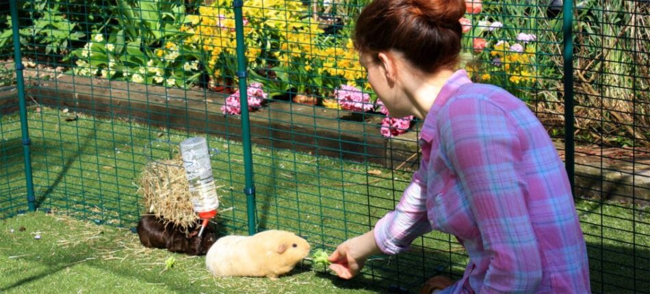 Woman feeding guinea pig in Omlet Outdoor Guinea Pig Run
