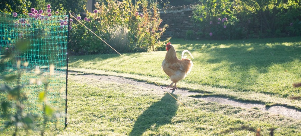 Chickens roaming outside, Omlet chicken fencing