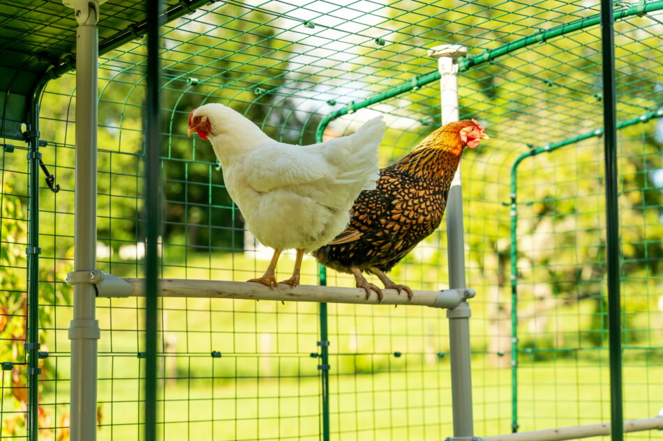 two chickens perching on a poletree in a walk in run