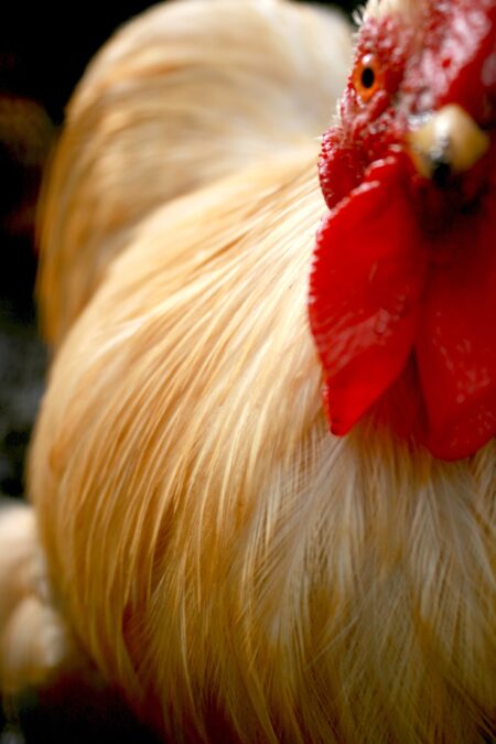 Close up of a white cockerel with red wattle