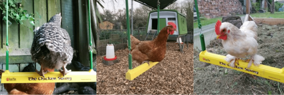 Collage of chickens using Omlet's Chicken Swing