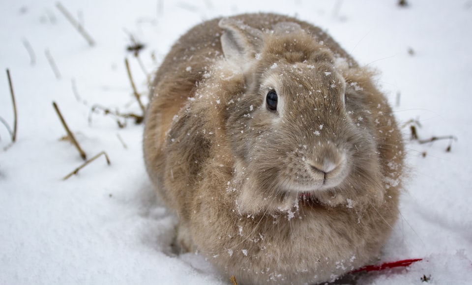 Will my rabbits be okay outside in the winter? Omlet Blog Australia