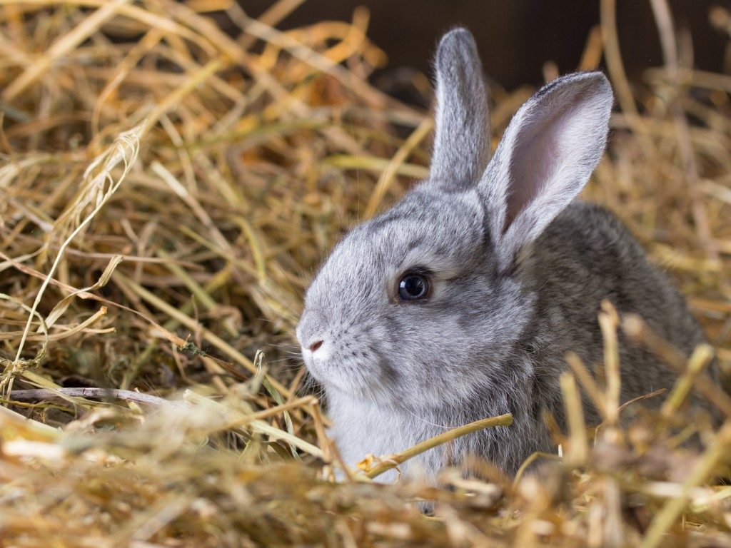 rabbit bedding for winter