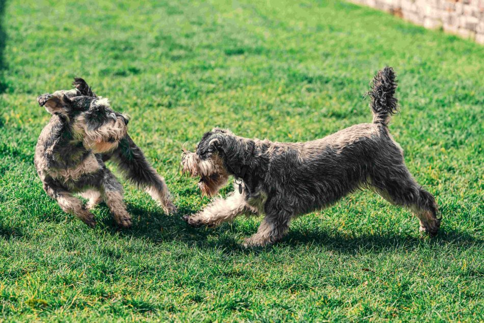 Two Miniature Schnauzer dogs playing together