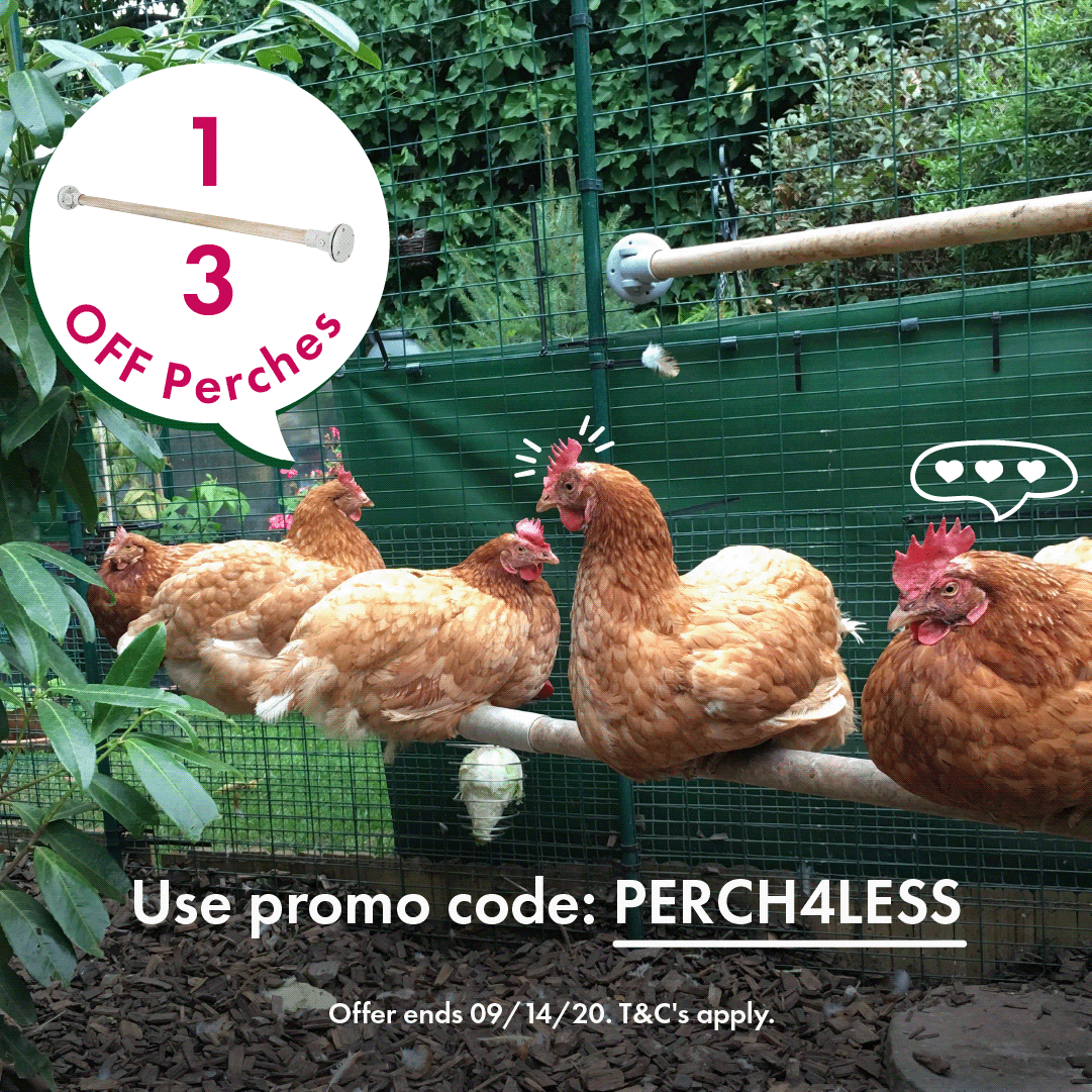 Why Your Chickens Need A Perch Now 1/3 Off! Omlet Blog Australia