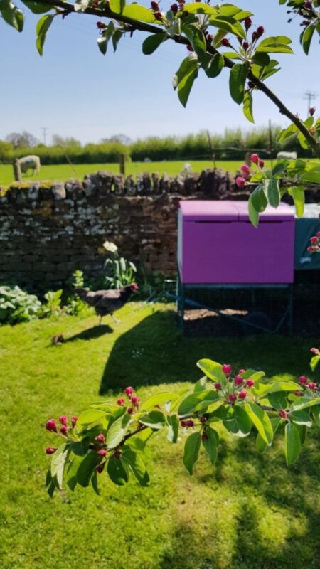 Purple Omlet Eglu Chicken Coop in summer