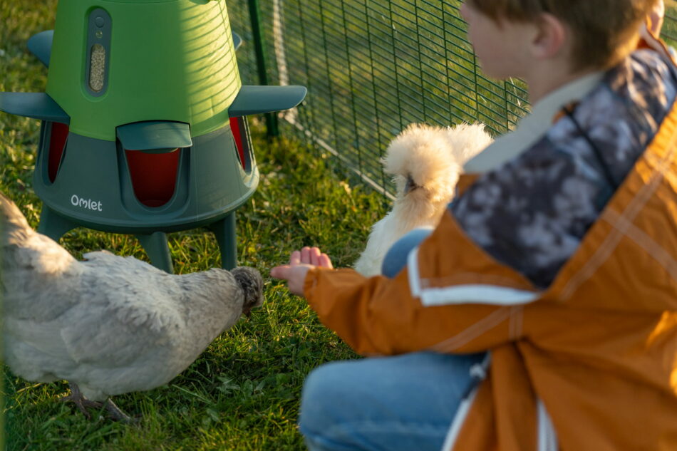 boy feeding chickens from his hand
