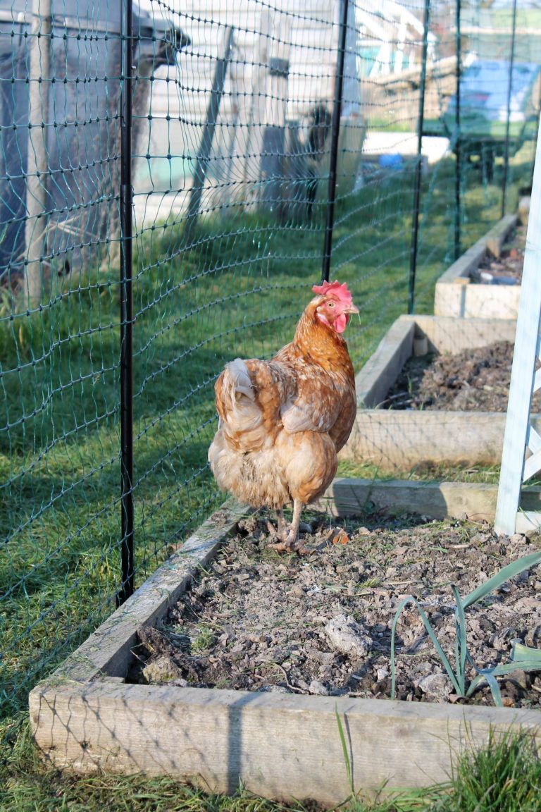 How Long Can I Leave My Chickens Alone for? Omlet Blog Australia