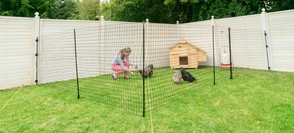 Woman with different chicken breeds with chicken fencing