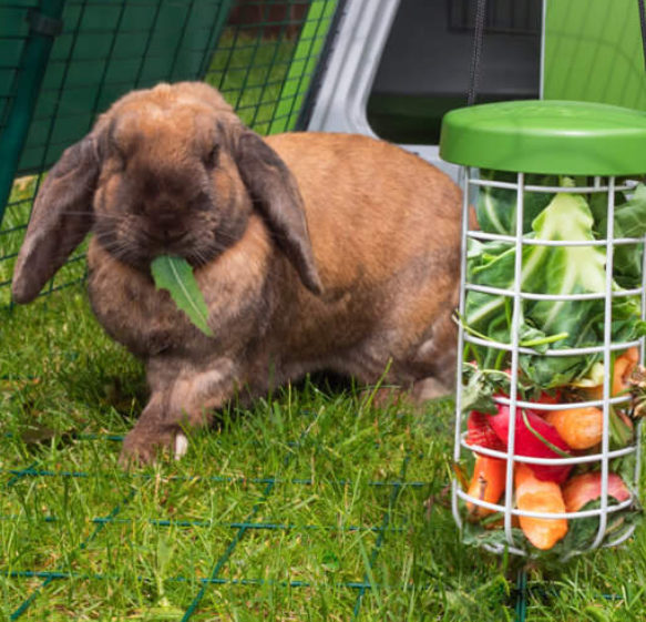 Which Fruit and Vegetables Can I Feed my Rabbit? Omlet Blog Australia