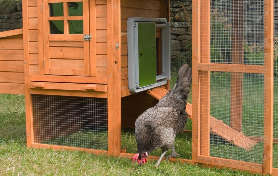 Chicken in wooden coop with Omlet Automatic Chicken Coop Door