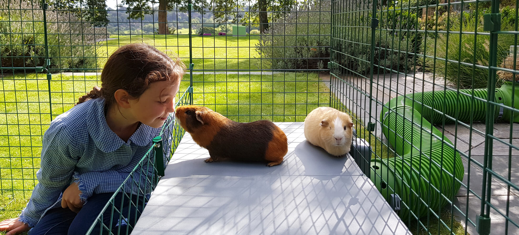 How To Teach Your Guinea Pigs and Rabbits Tricks - Omlet Blog Australia