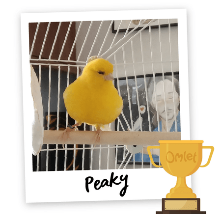 Pride of Omlet: Perfect Peaky - Omlet Blog Australia