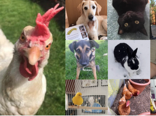 Pride of Omlet: Ten Amazing Stories - Omlet Blog Australia