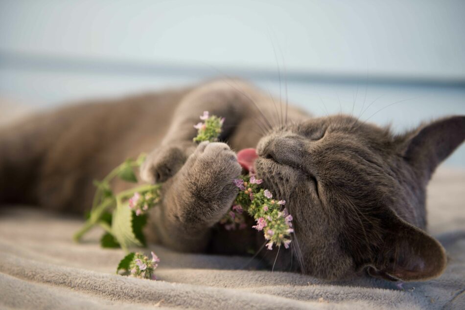 Grey cat lying down enjoying catnip