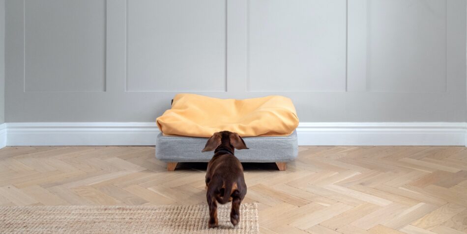 Dog running to topology dog bed with yellow beanbag topper 
