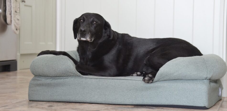 Senior Labrador Retriever relaxing on Omlet Bolster Dog Bed