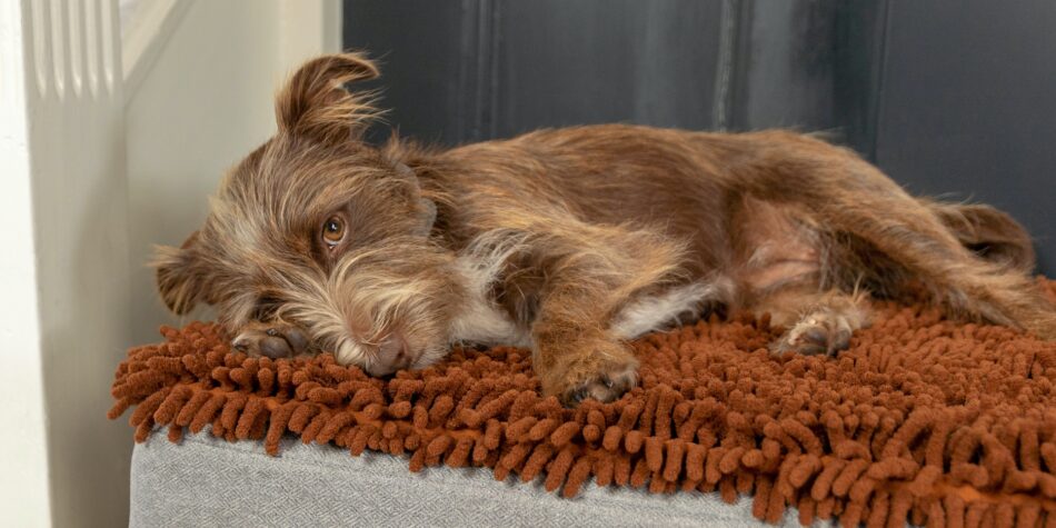 scruffy dog laying on the topology dog bed with microfiber topper