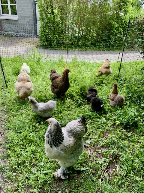 Flock of chickens outside free ranging