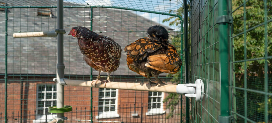 Two chickens relaxing on Omlet PoleTree Chicken Perch - closeup of chicken wing