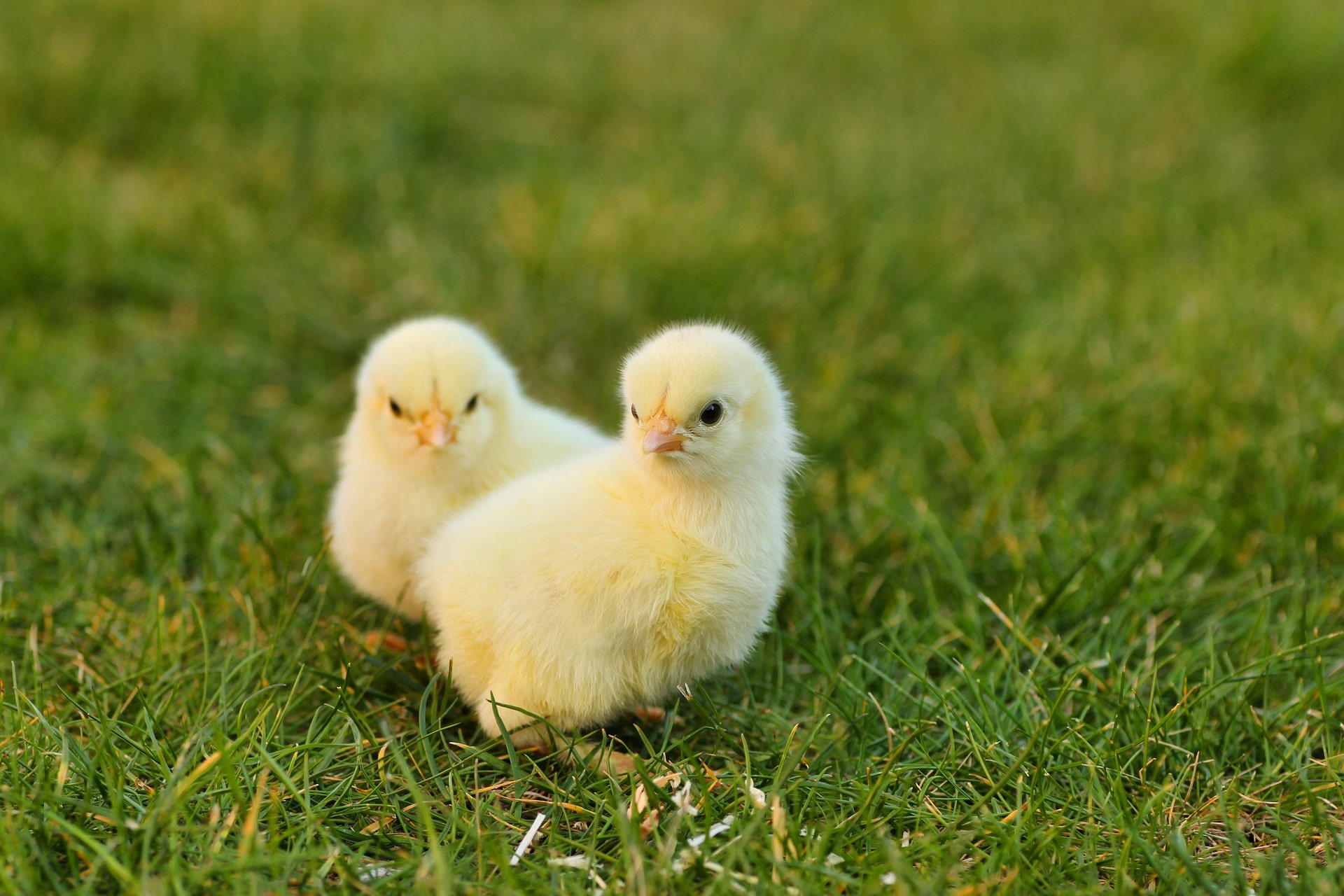 Two chicks stood together outside