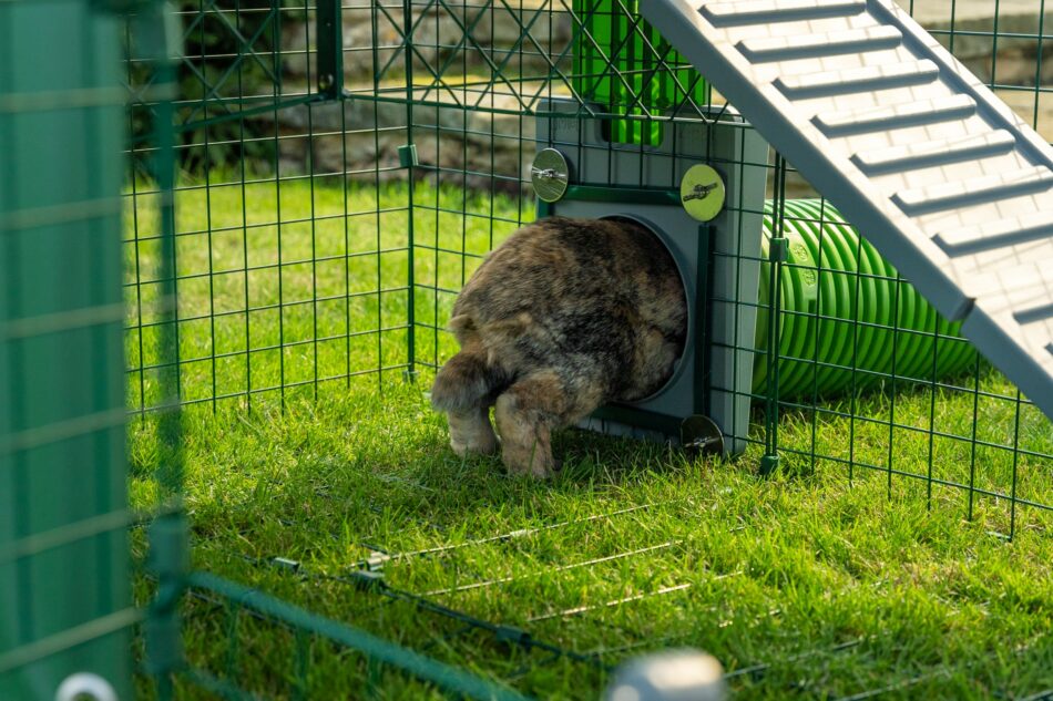 Rabbit hopping through Omlet Zippi Tunnel System in Omlet rabbit run