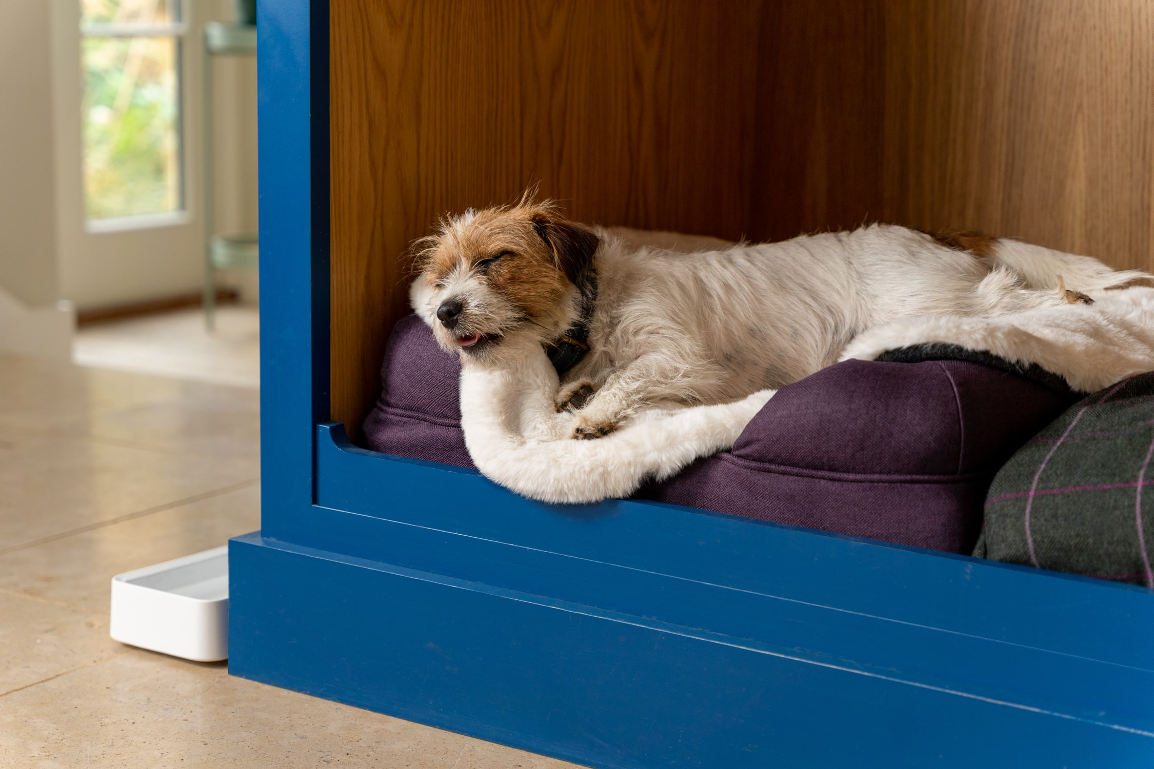 The Anxiety Dog Beds for Anxious Pups Omlet Blog Australia