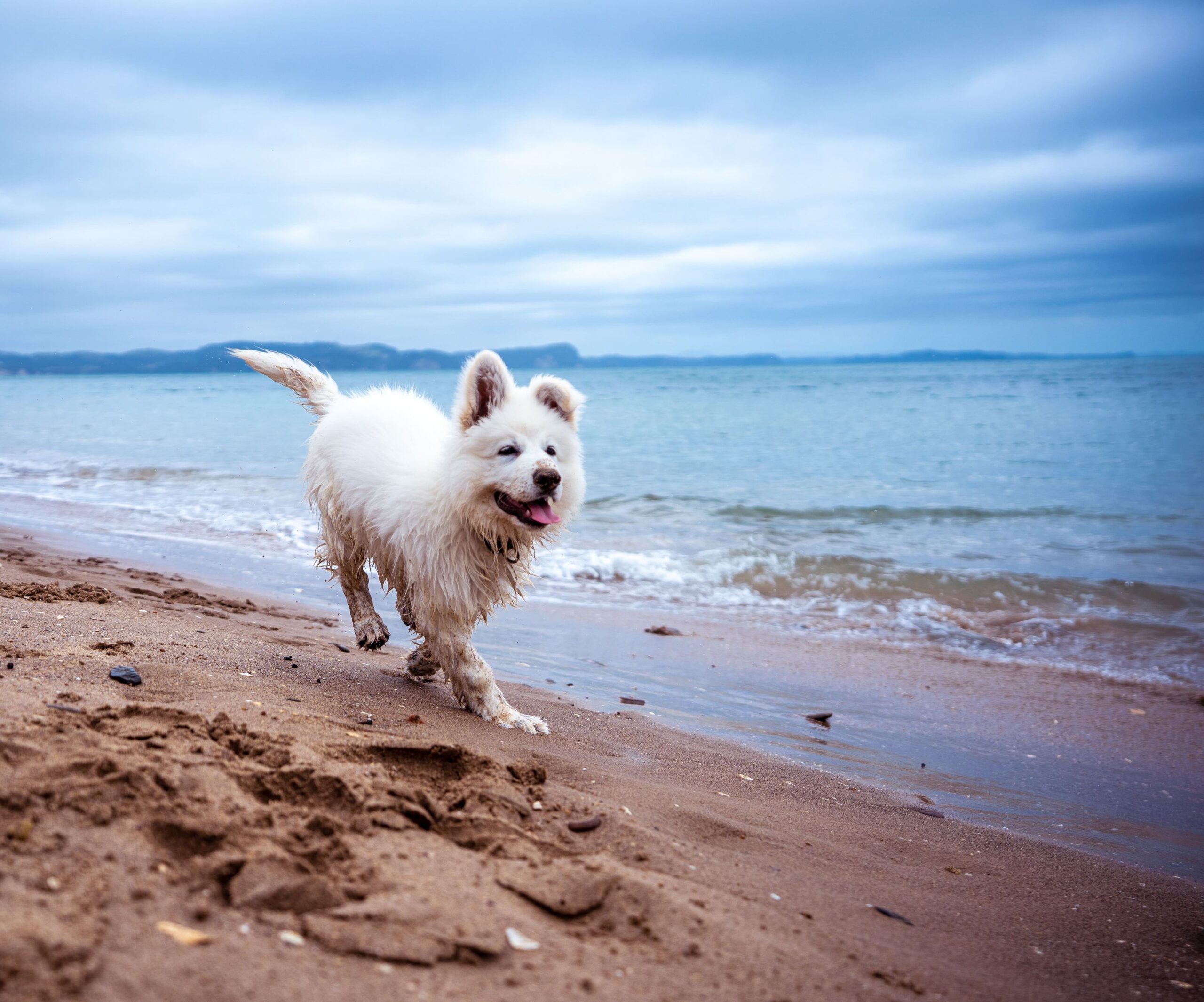 A dog running on the beach