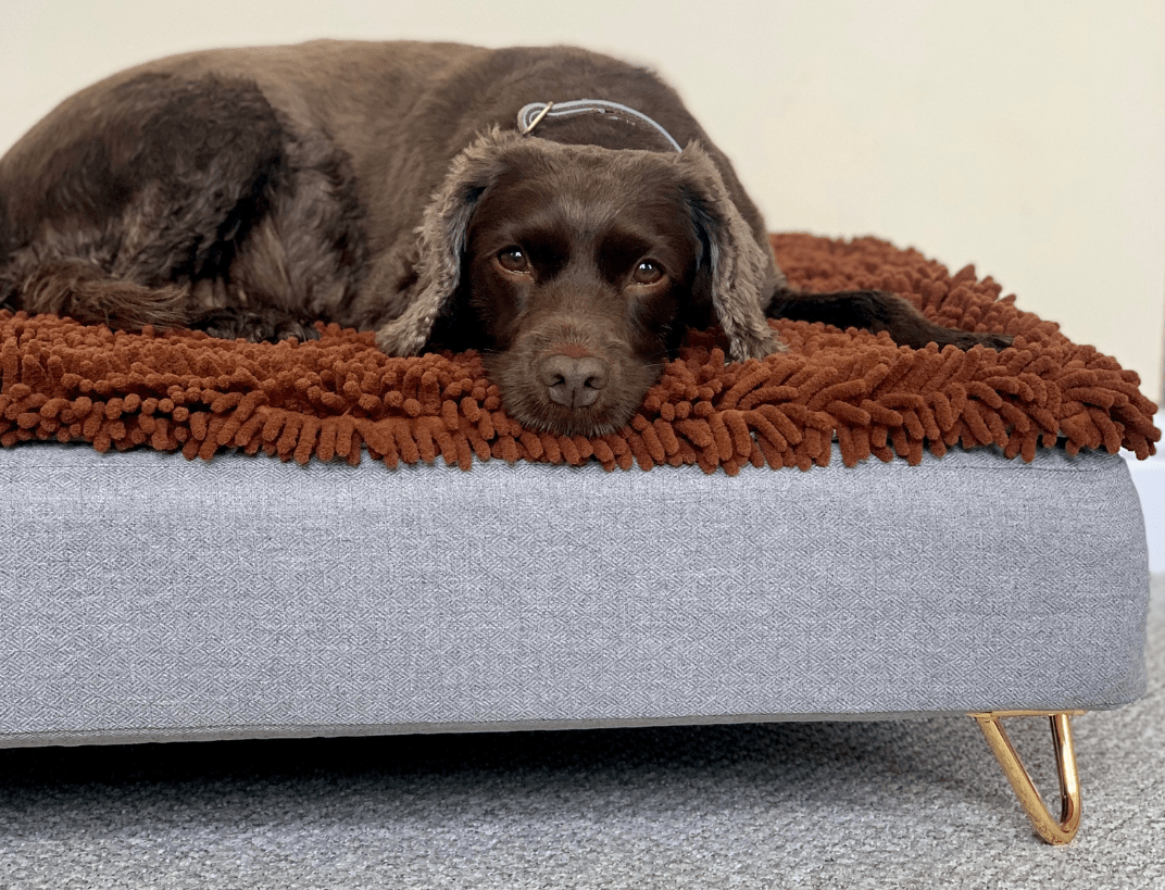 Brown spaniel lying on a Topology bed with microfibre topper