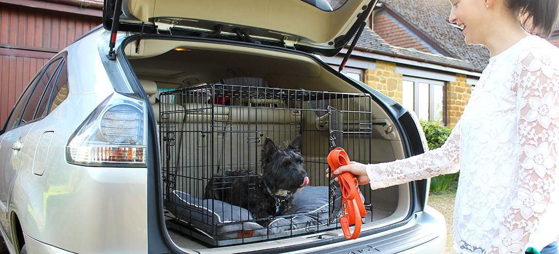 Dog in a Fido crate in the boot of a car