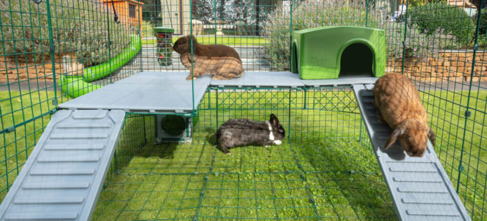Three rabbits playing on their run with Zippi platforms