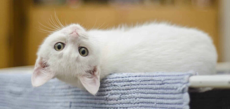 white cat resting with head upside down
